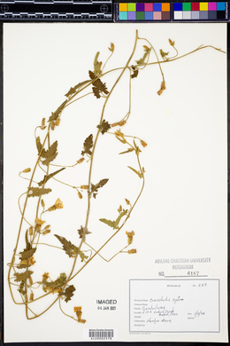 Calystegia sepium subsp. sepium image
