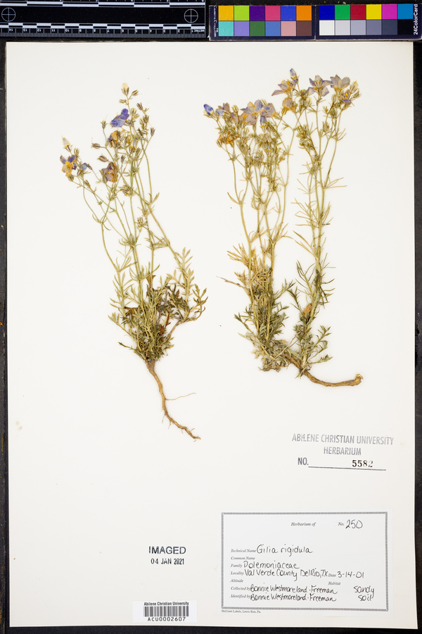 Gilia rigidula image