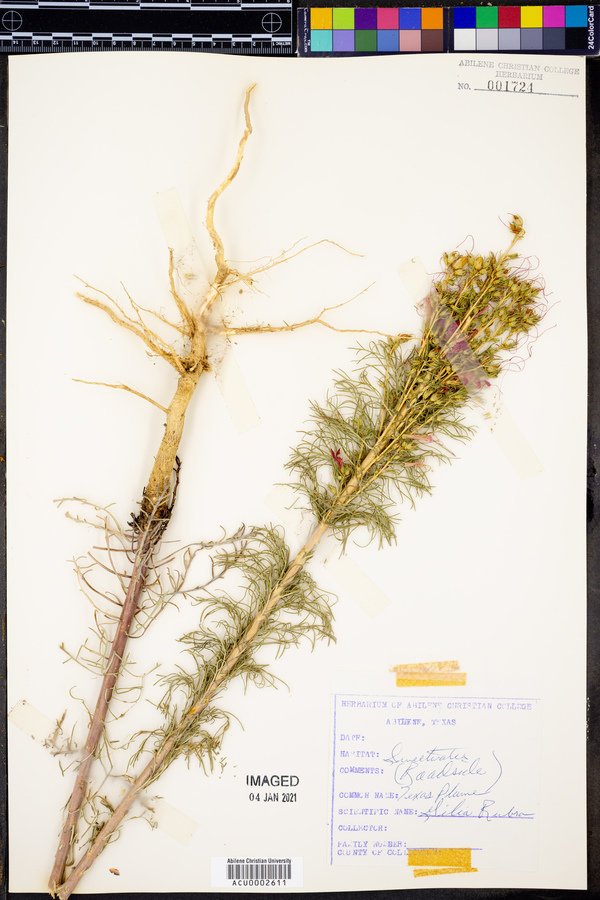 Gilia rubra image
