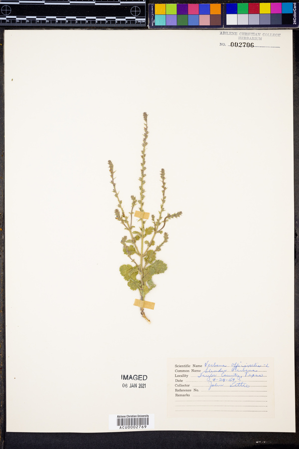 Verbena officinalis image