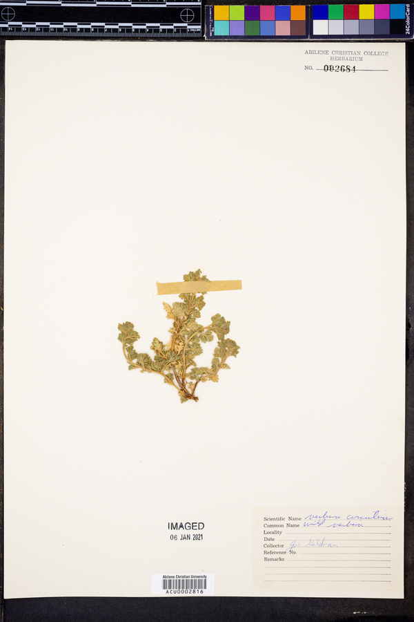 Verbena orcuttiana image