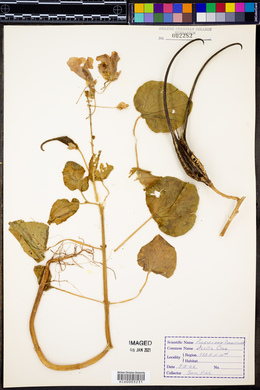 Proboscidea parviflora image