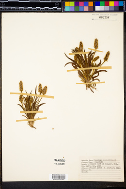 Plantago occidentalis image