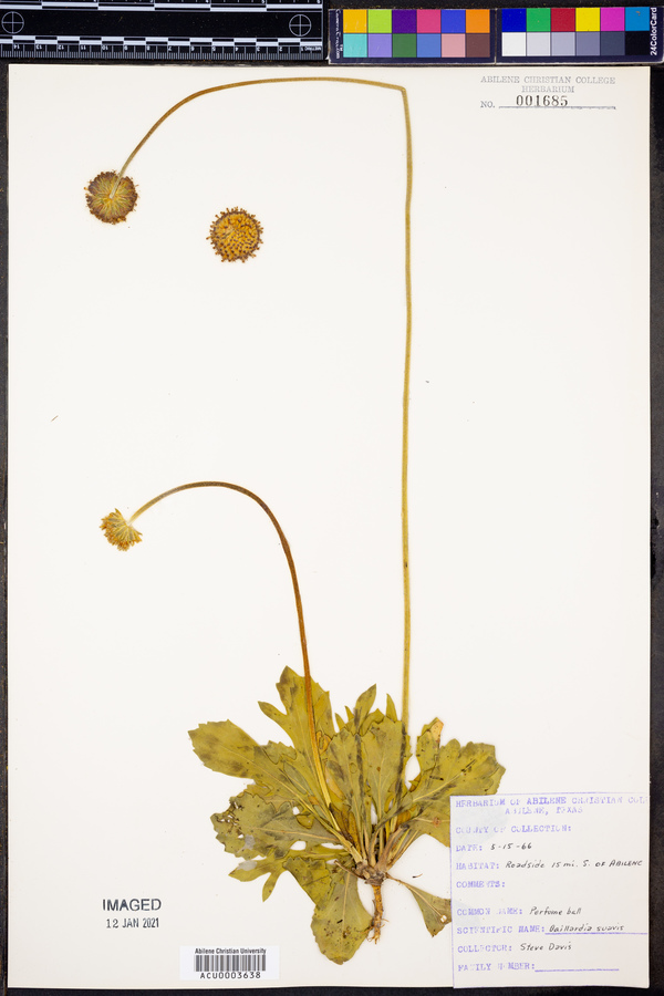 Gaillardia suavis image