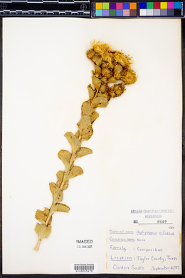 Grindelia ciliatus image