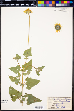Heliopsis parvifolia image
