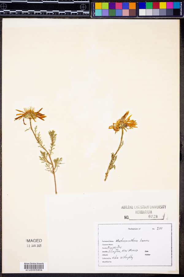 Machaeranthera linearis image