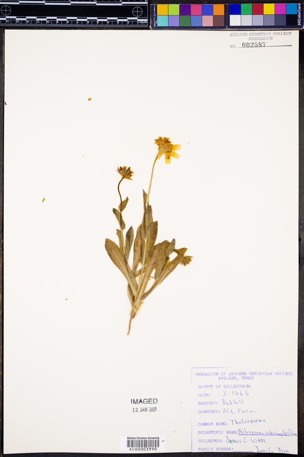 Thelesperma subsimplicifolium image