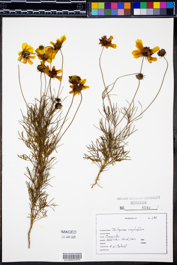 Thelesperma simplicifolium image