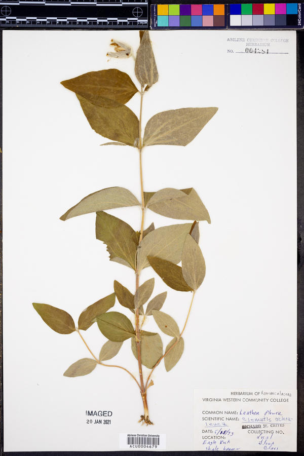 Clematis ochroleuca image