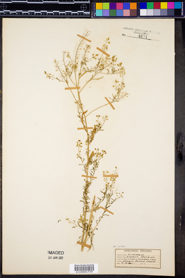 Lepidium apetalum image