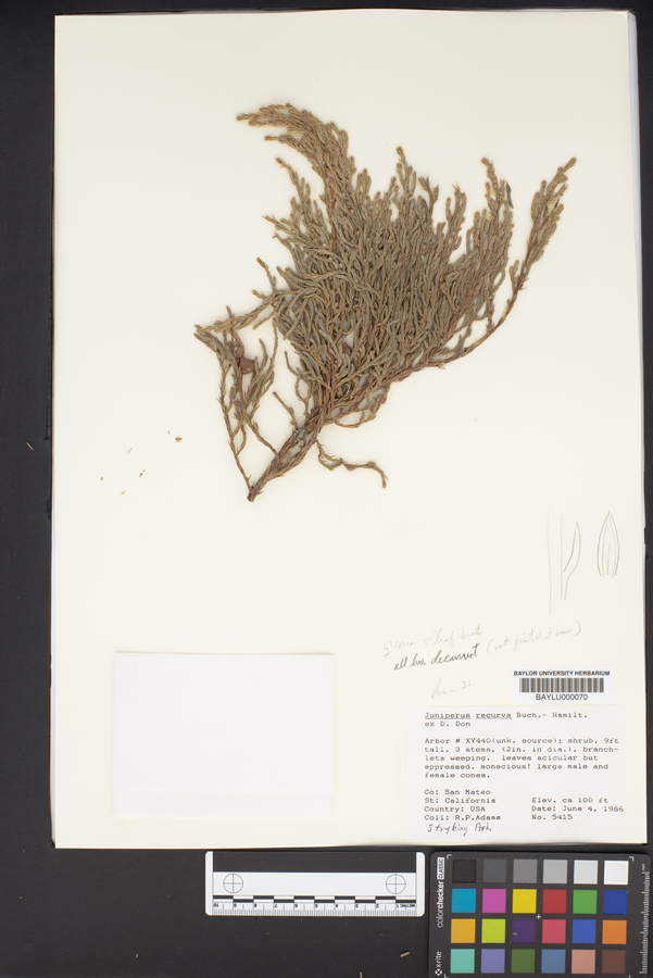 Juniperus recurva image