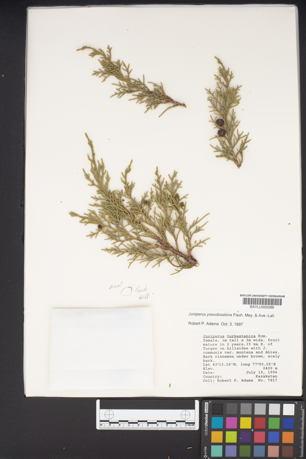 Juniperus pseudosabina image