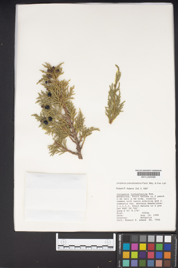 Juniperus pseudosabina image