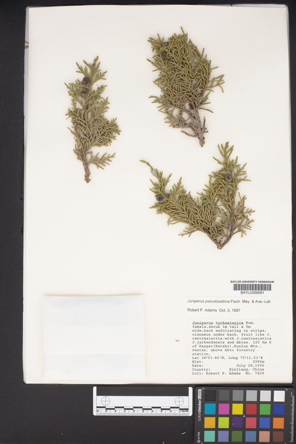 Juniperus turkestanica image