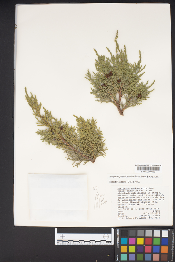 Juniperus pseudosabina image