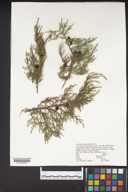 Image of Juniperus przewalskii