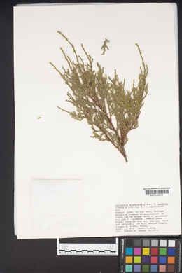 Juniperus przewalskii image