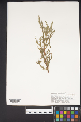 Juniperus przewalskii image