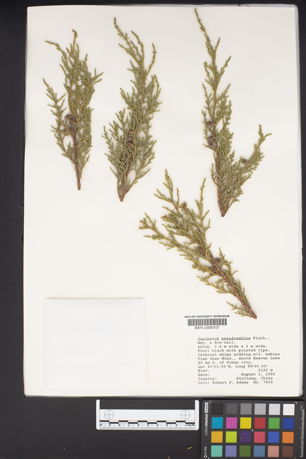 Juniperus pseudosabina image