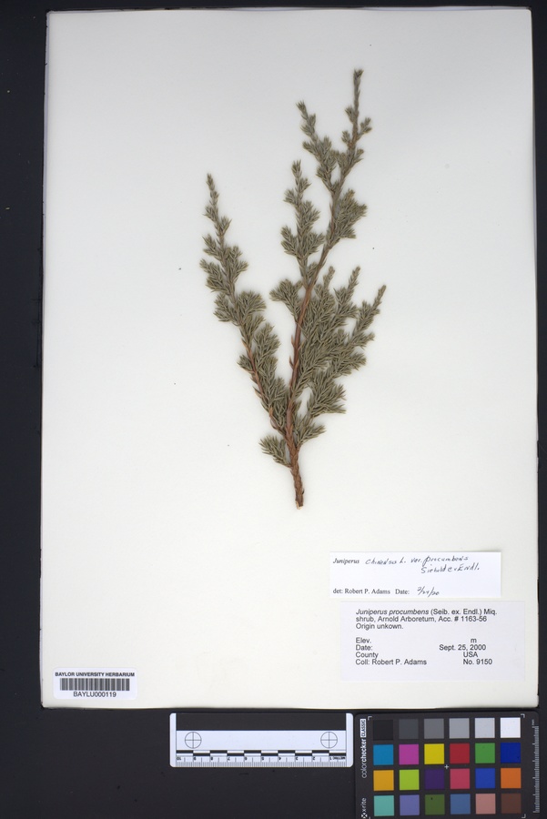 Juniperus procumbens image