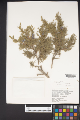 Juniperus excelsa image
