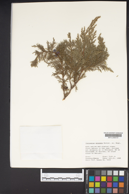 Juniperus procera image