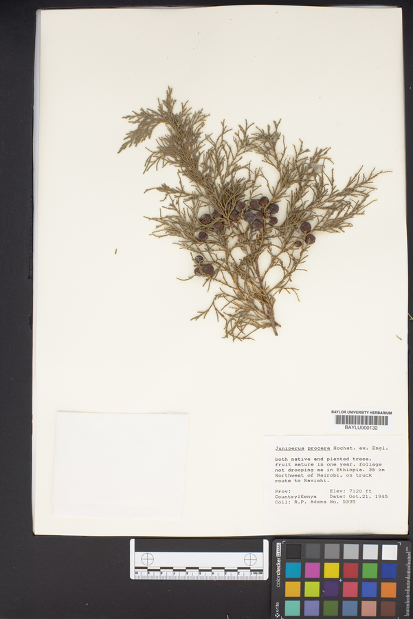 Juniperus procera image