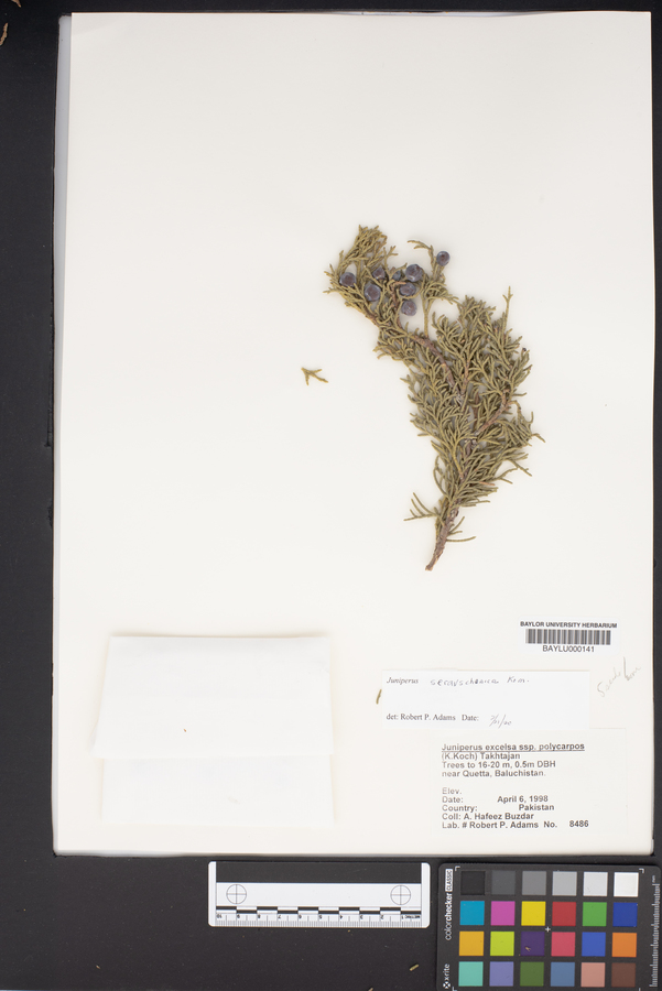 Juniperus seravschanica image