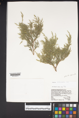 Juniperus seravschanica image