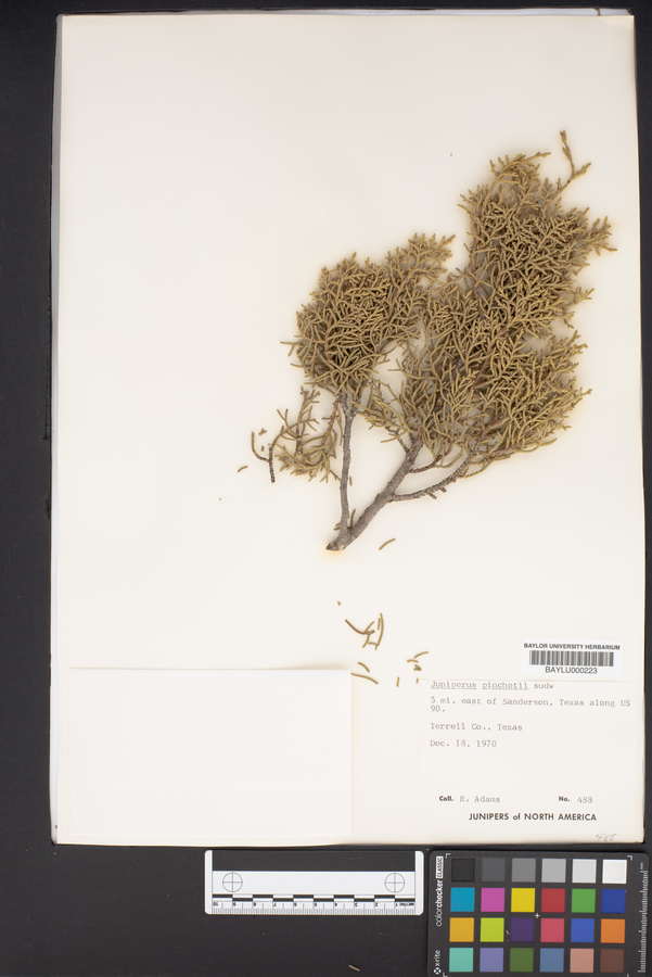 Juniperus pinchotii image