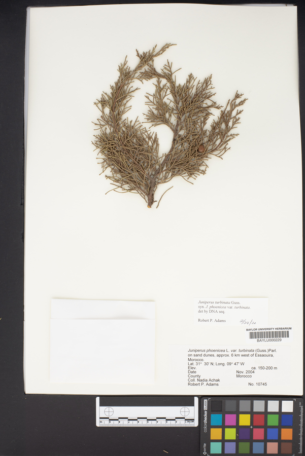 Juniperus phoenicea image