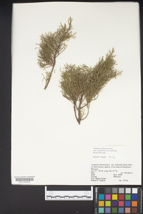 Juniperus phoenicea image