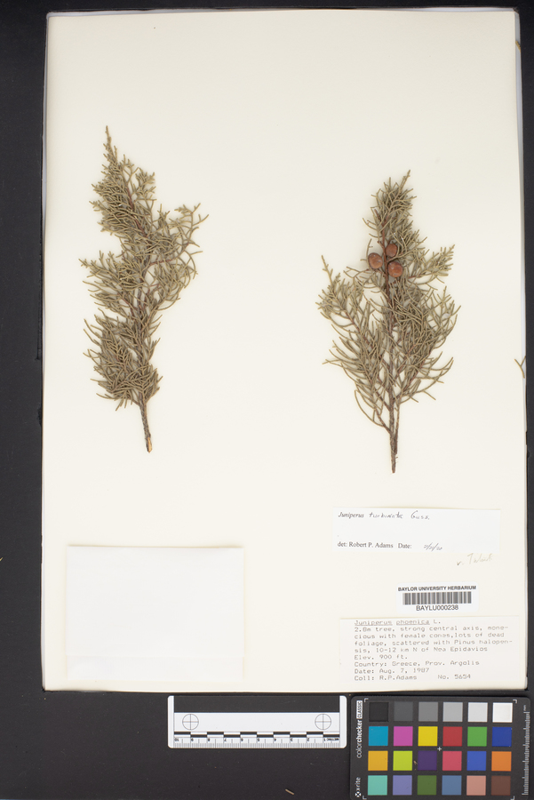 Juniperus phoenicea image