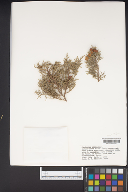 Juniperus phoenicea image