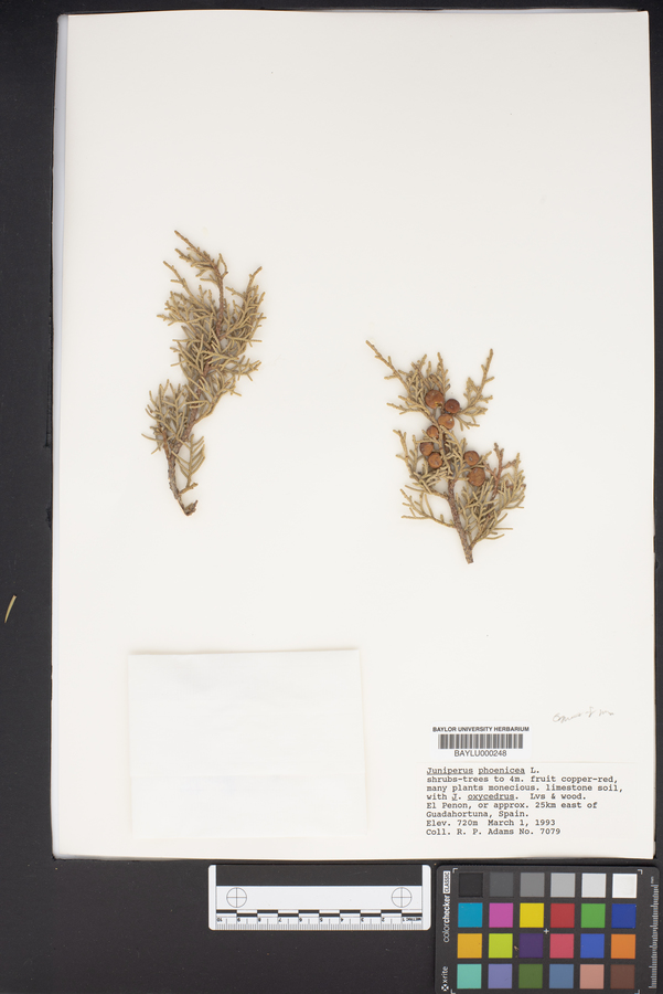 Juniperus phoenicea image