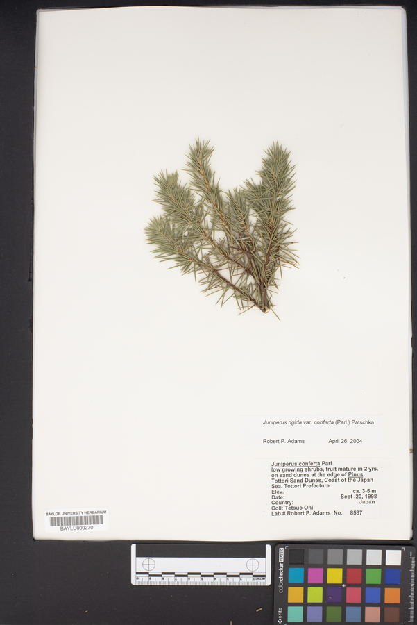 Juniperus conferta image