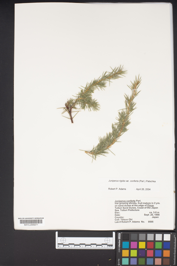 Juniperus rigida image