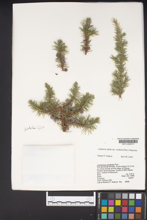 Juniperus rigida image