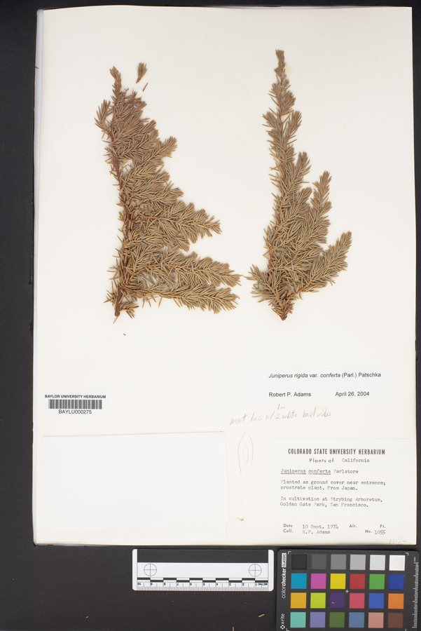 Juniperus rigida image