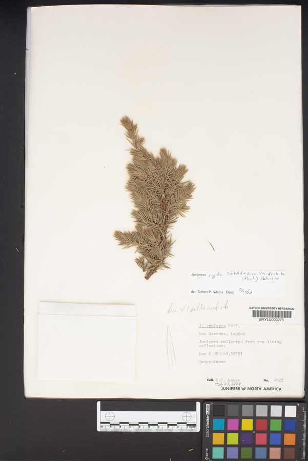 Juniperus rigida image