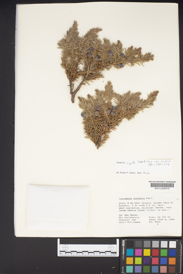 Juniperus conferta image