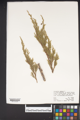 Juniperus sabina image