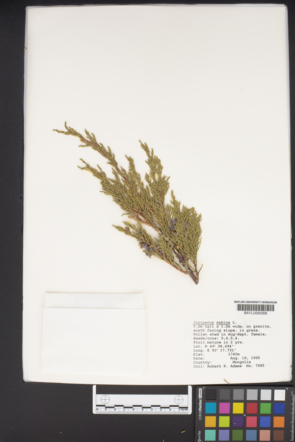 Juniperus sabina image