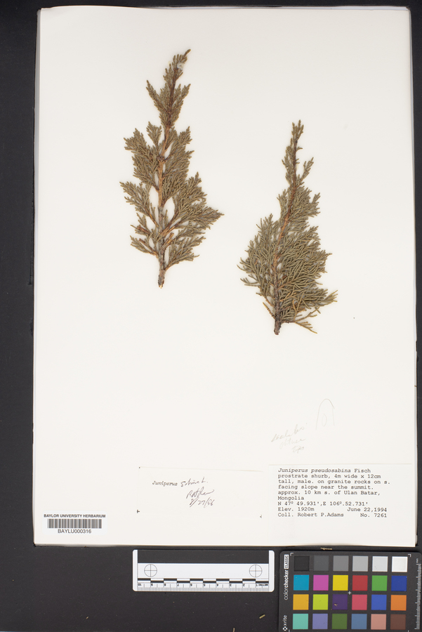 Juniperus sabina image