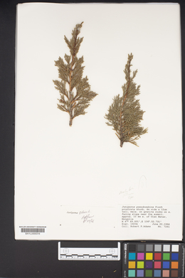 Juniperus pseudosabina image