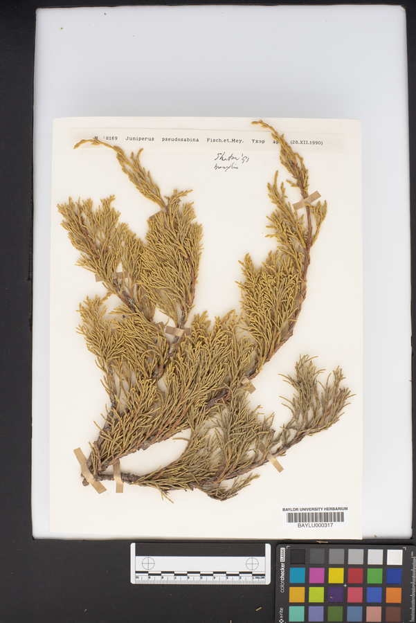 Juniperus pseudosabina image