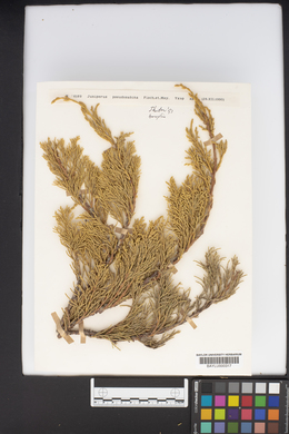 Image of Juniperus pseudosabina