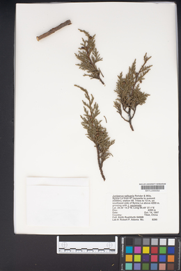 Image of Juniperus saltuaria