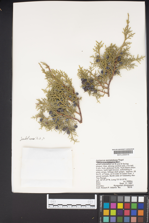 Juniperus semiglobosa image